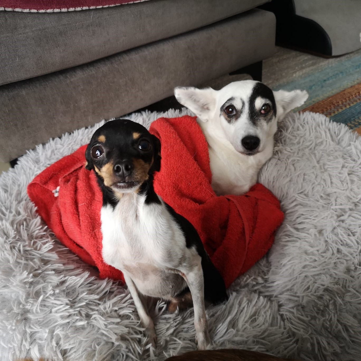 Tiere in Not Griechenland eV Straßenhunde Strays World of Strays