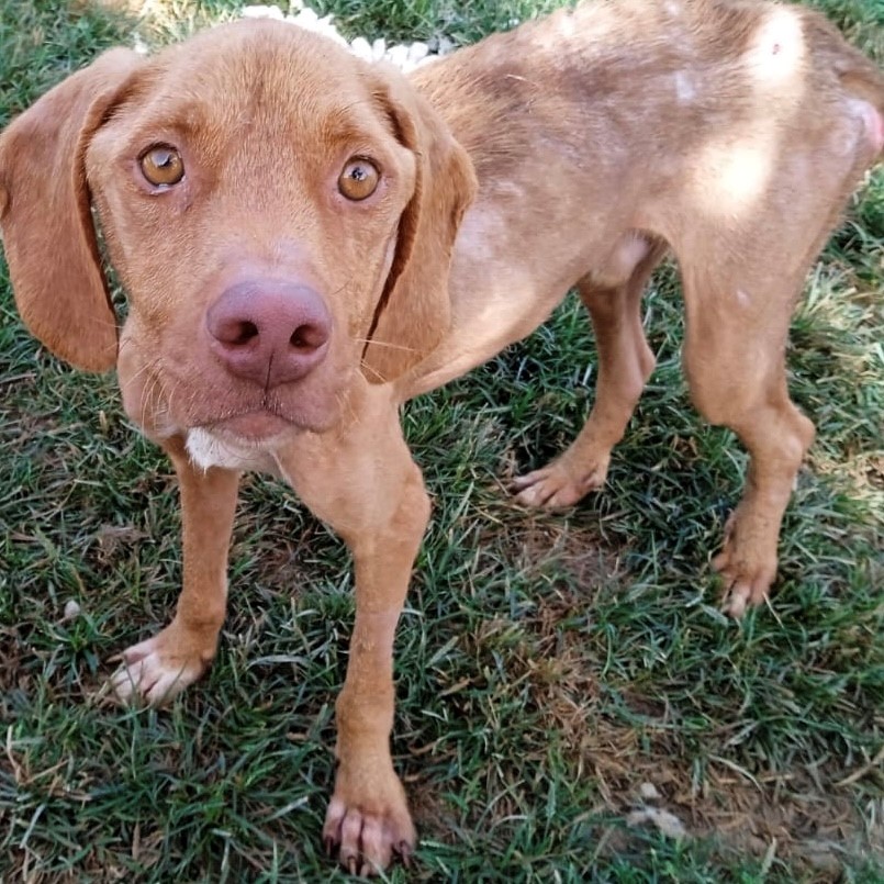 Tiere in Not Griechenland eV Straßenhunde Strays World of Strays