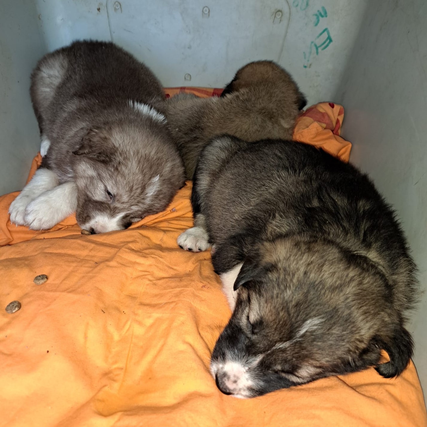 Tiere in Not Griechenland eV Straßenhunde Strays World of Strays