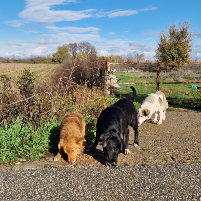 Tiere in Not Griechenland eV Straßenhunde Strays World of Strays