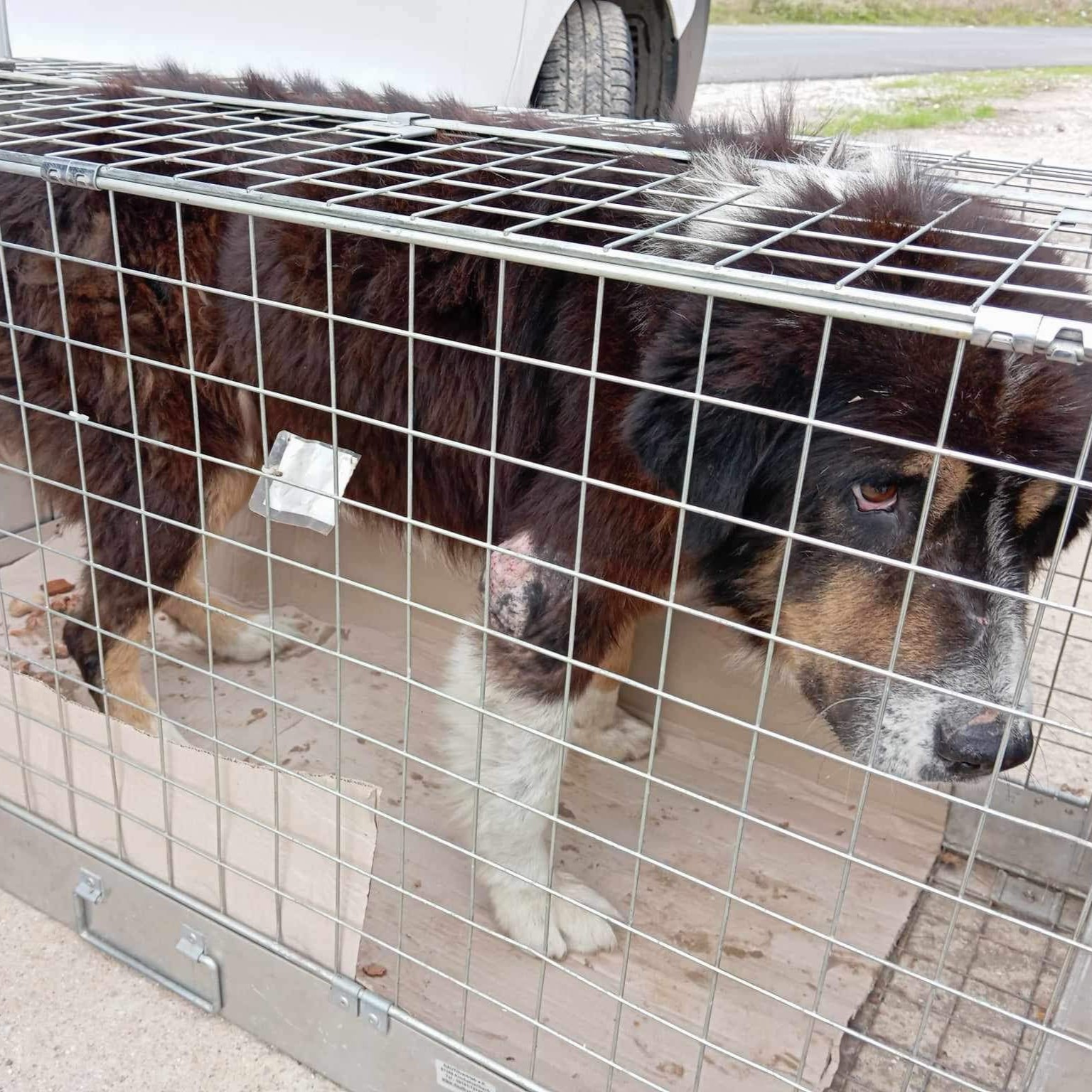 Tiere in Not Griechenland eV Straßenhunde Strays World of Strays