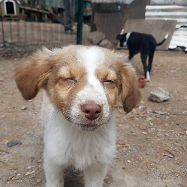 Felicita Bulgarien World of Strays Welt der Straßenhunde Street dogs Hunde