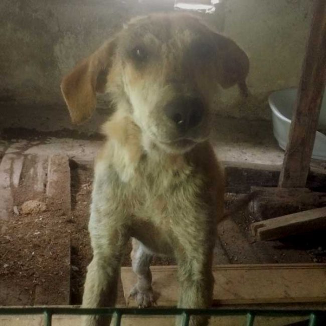 Naraya Bulgarien World of Strays Welt der Straßenhunde Street dogs Hunde
