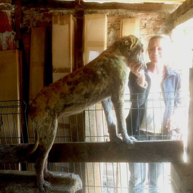 Naraya Bulgarien World of Strays Welt der Straßenhunde Street dogs Hunde