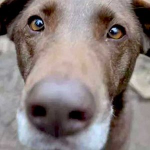 Emma Bulgarien World of Strays Welt der Straßenhunde Street dogs Hunde