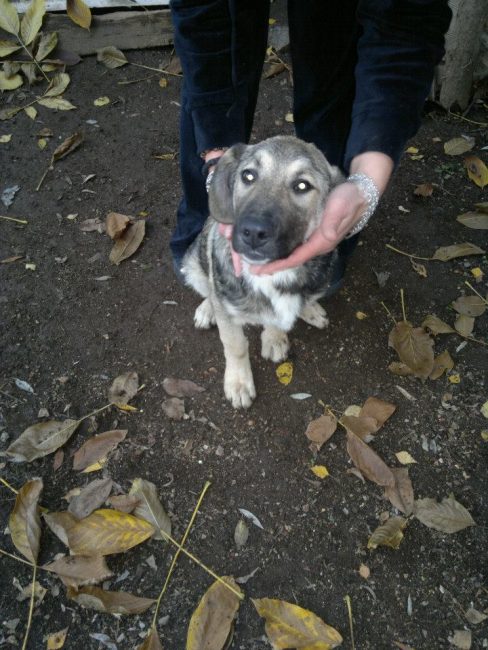 Ares Straßenhunde Bulgarien World of Strays