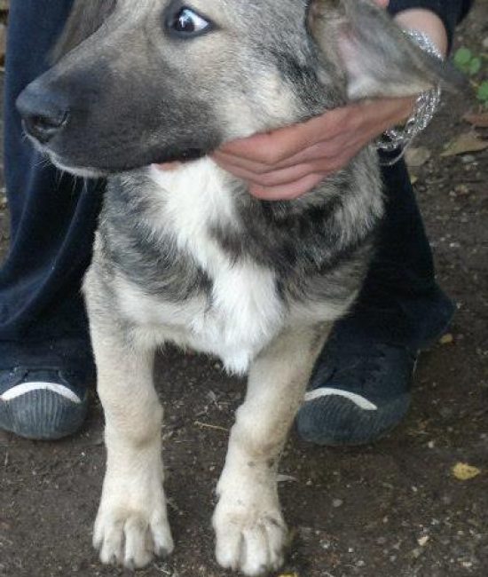 Ares Straßenhunde Bulgarien World of Strays