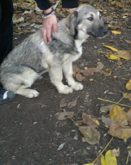 Ares Straßenhunde Bulgarien World of Strays