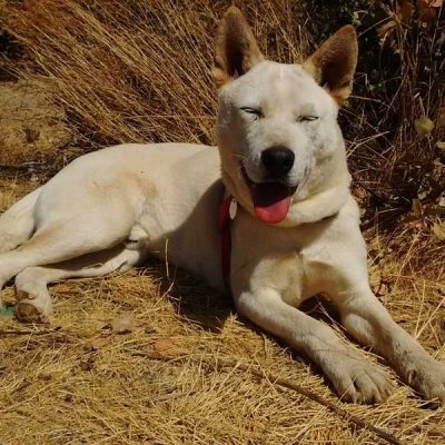 savekoreandogs World of Strays Hundefarm Korea