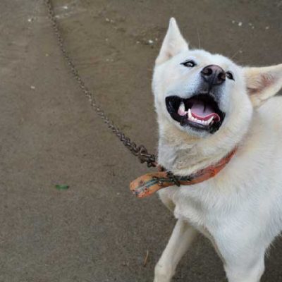 savekoreandogs World of Strays Hundefarm Korea