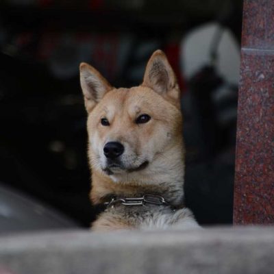 savekoreandogs World of Strays Hundefarm Korea