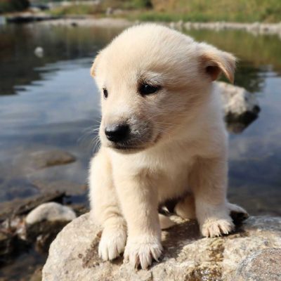 savekoreandogs World of Strays Hundefarm Korea