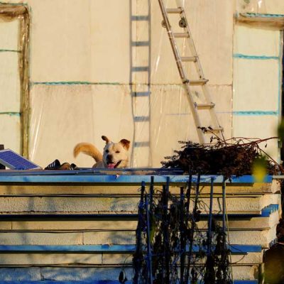 savekoreandogs World of Strays Hundefarm Korea