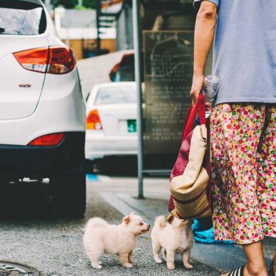 savekoreandogs World of Strays Hundefarm Korea