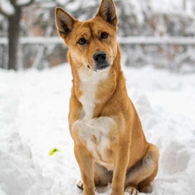 savekoreandogs World of Strays Hundefarm Korea