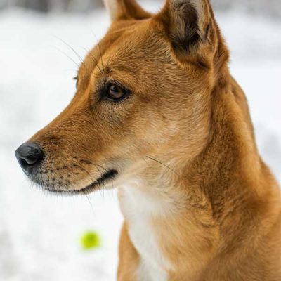 savekoreandogs World of Strays Hundefarm Korea