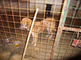 Benny Straßenhund Rumänien World of Strays