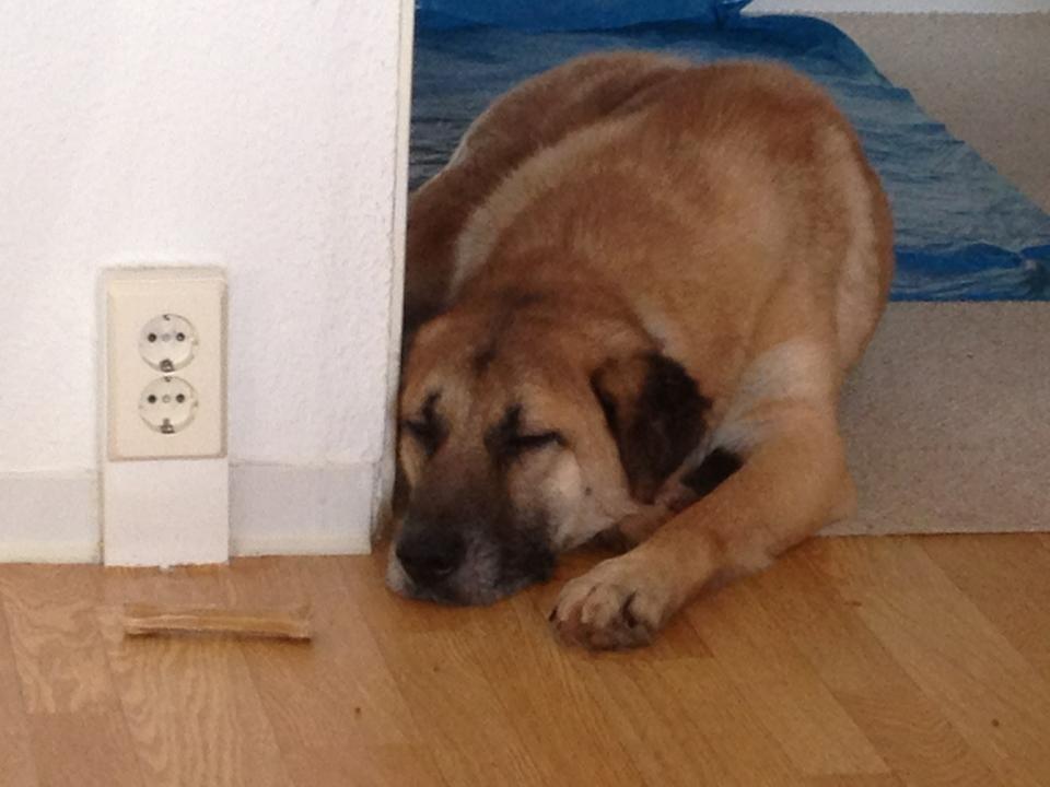 Benny Straßenhund Rumänien World of Strays