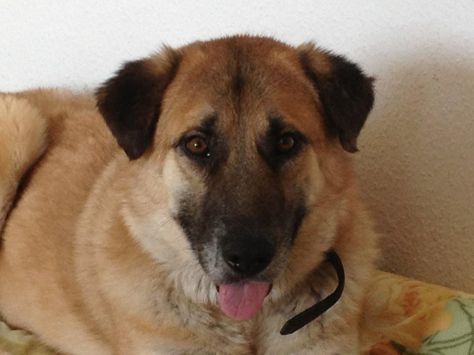 Benny Straßenhund Rumänien World of Strays