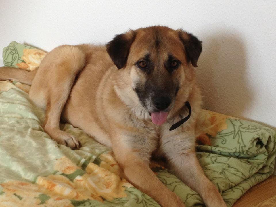 Benny Straßenhund Rumänien World of Strays