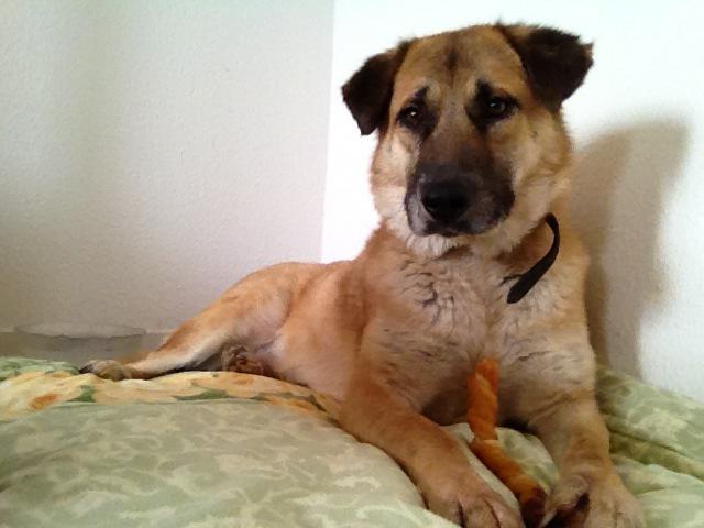 Benny Straßenhund Rumänien World of Strays