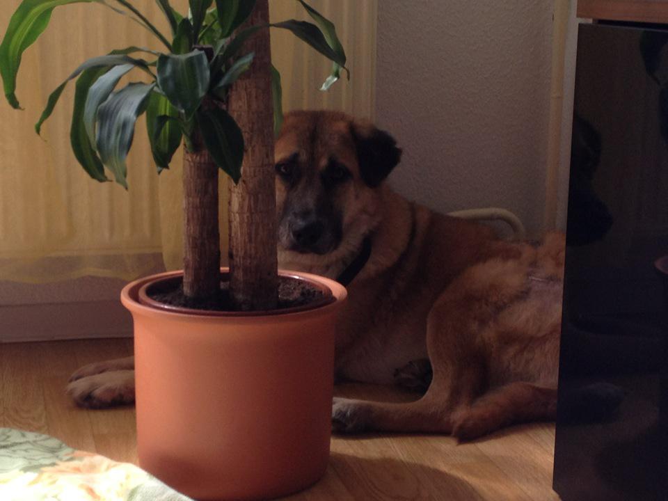 Benny Straßenhund Rumänien World of Strays