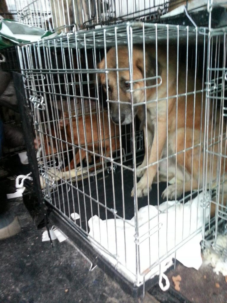 Benny Straßenhund Rumänien World of Strays