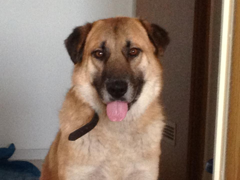 Benny Straßenhund Rumänien World of Strays