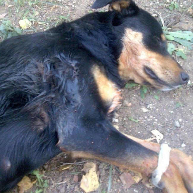 LadyTierschutz Hunde Bulgarien World of Strays