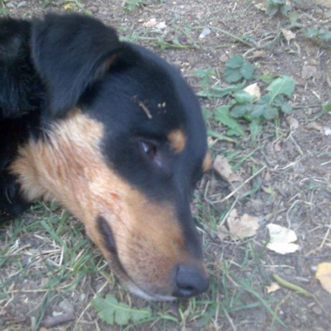 Tierschutz Hunde Bulgarien World of Strays