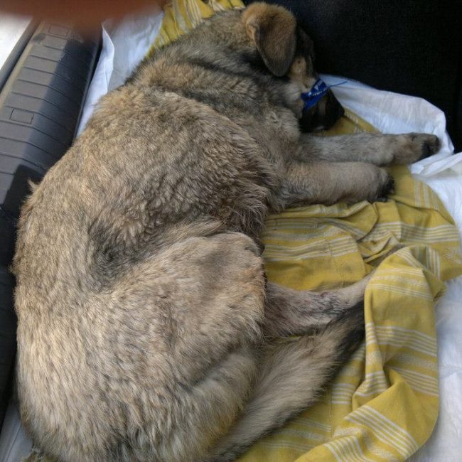 Ares Straßenhunde Bulgarien World of Strays