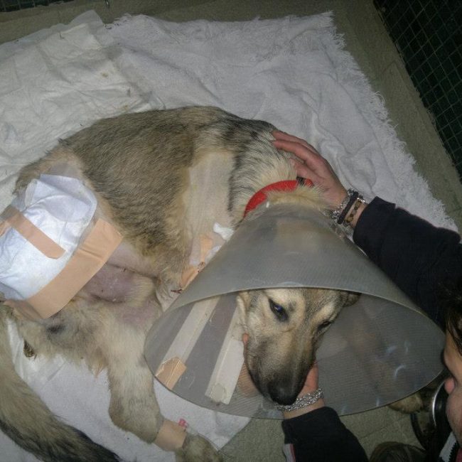 Ares Straßenhunde Bulgarien World of Strays