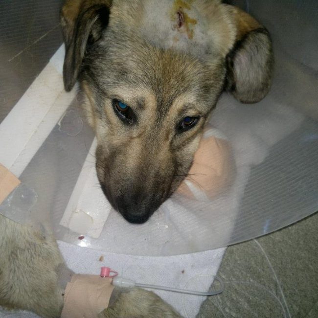 Ares Straßenhunde Bulgarien World of Strays