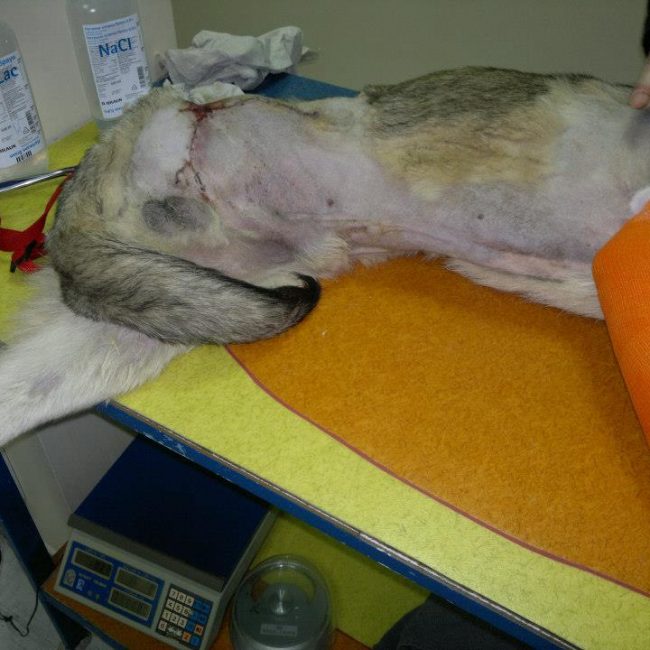 Ares Straßenhunde Bulgarien World of Strays