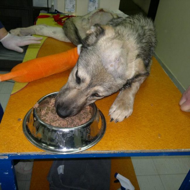 Ares Straßenhunde Bulgarien World of Strays