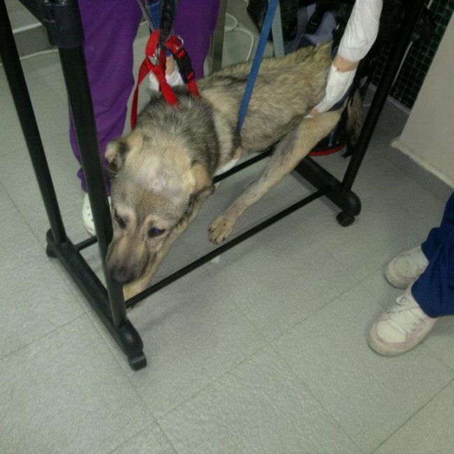 Ares Straßenhunde Bulgarien World of Strays