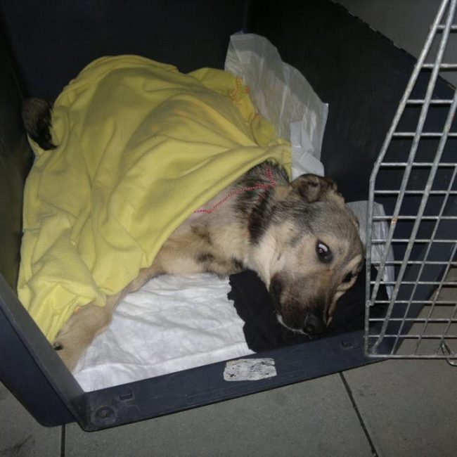 Ares Straßenhunde Bulgarien World of Strays