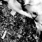 Ares Straßenhunde Bulgarien World of Strays