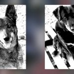 Straßenhunde World of Strays Kroatien