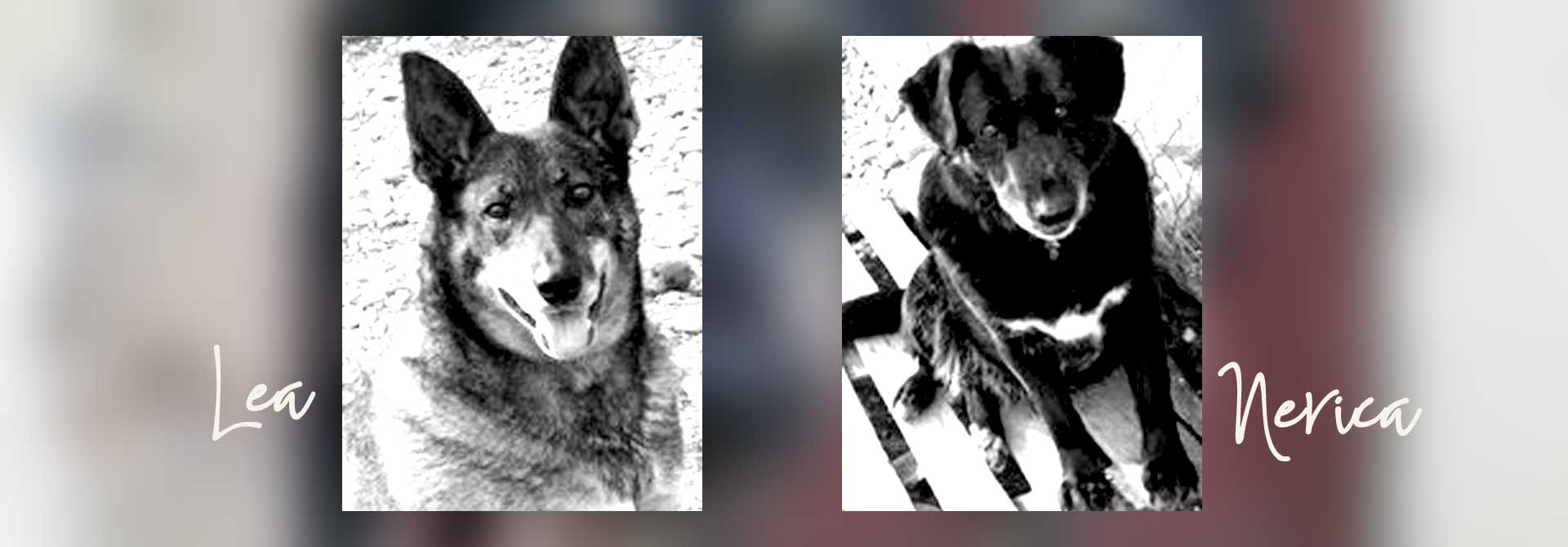 Straßenhunde World of Strays Kroatien