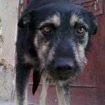 Negruta Straßenhund Rumänien World of Strays
