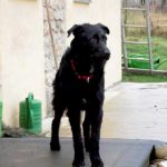 Straßenhunde World of Strays Kroatien