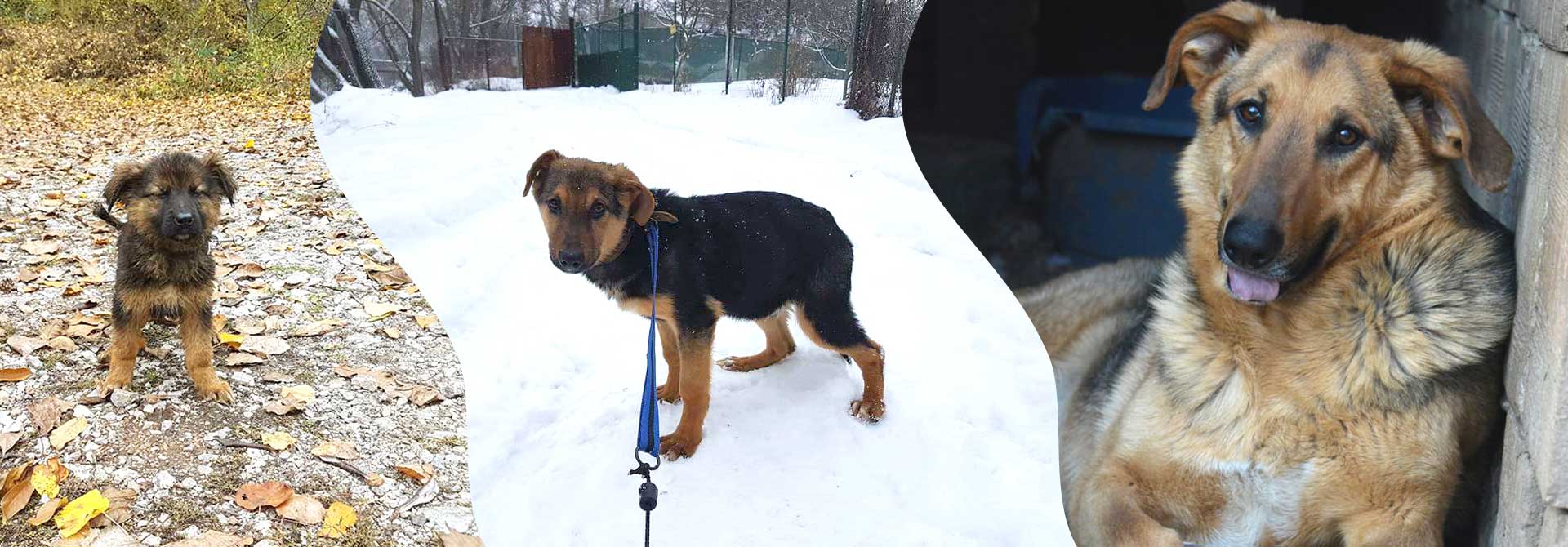 Pepsi Bulgarien World of Strays Welt der Straßenhunde Street dogs Hunde