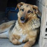 Pepsi Straßenhunde Tierschutz Hunde Bulgarien World of Strays
