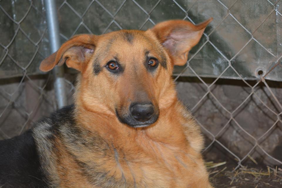 Bulgarien Tierschutz Straßenhunde World of Strays