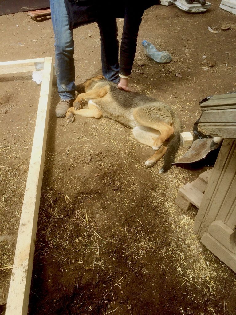Bulgarien Tierschutz Straßenhunde World of Strays