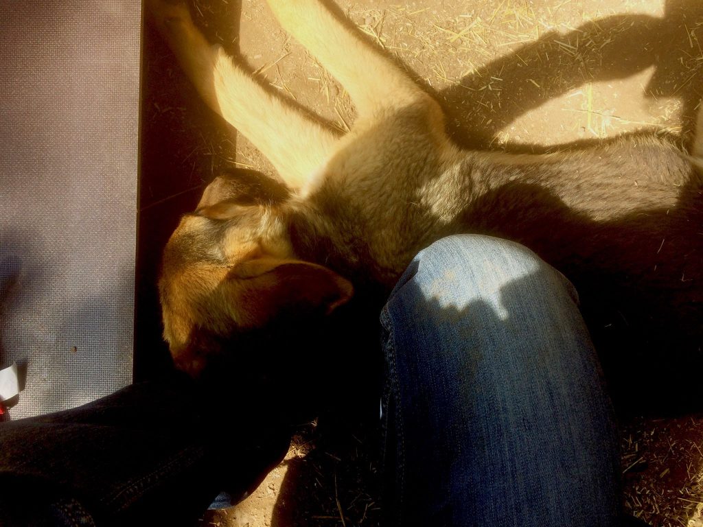 Bulgarien Tierschutz Straßenhunde World of Strays