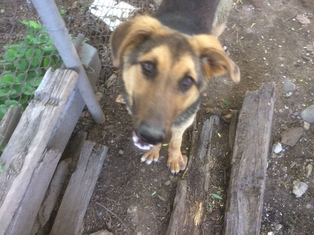 Bulgarien Tierschutz Straßenhunde World of Strays