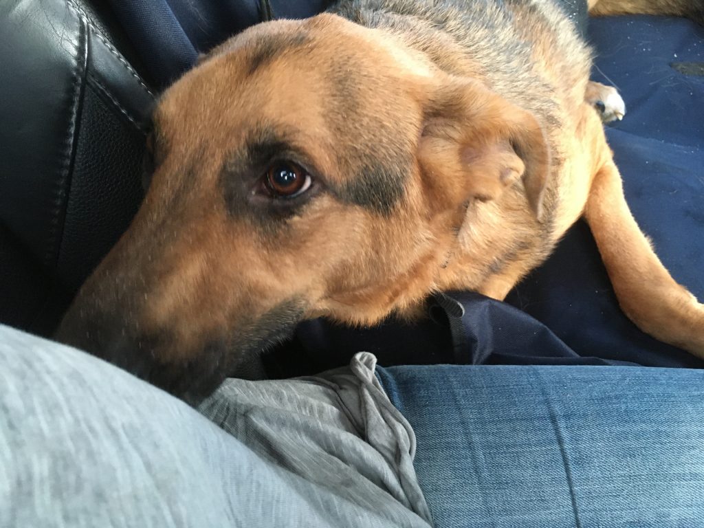 Bulgarien Tierschutz Straßenhunde World of Strays