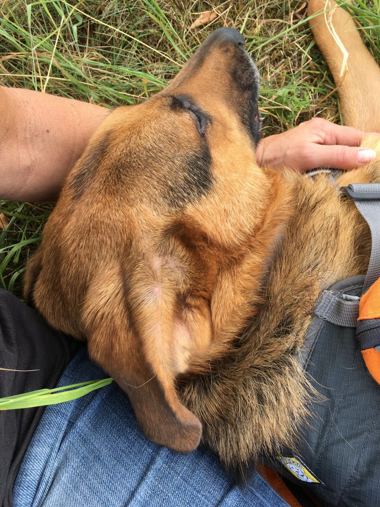 Bulgarien Tierschutz Straßenhunde World of Strays